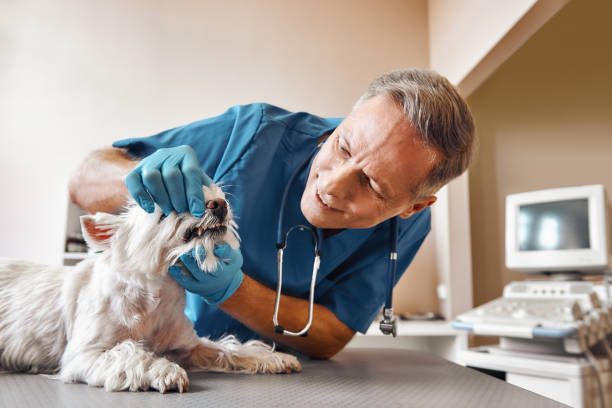 Best Cosmetic Emergency Dentistry in Reiffton, PA